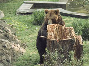Bear Honey Tree