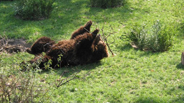 Old bear area